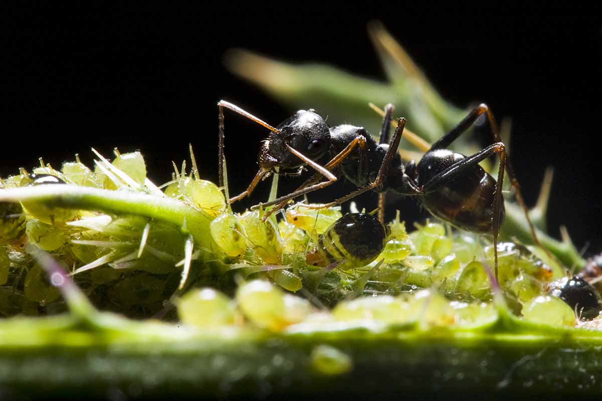 A big headed ant collects honeydew from aphids. Macro shot.