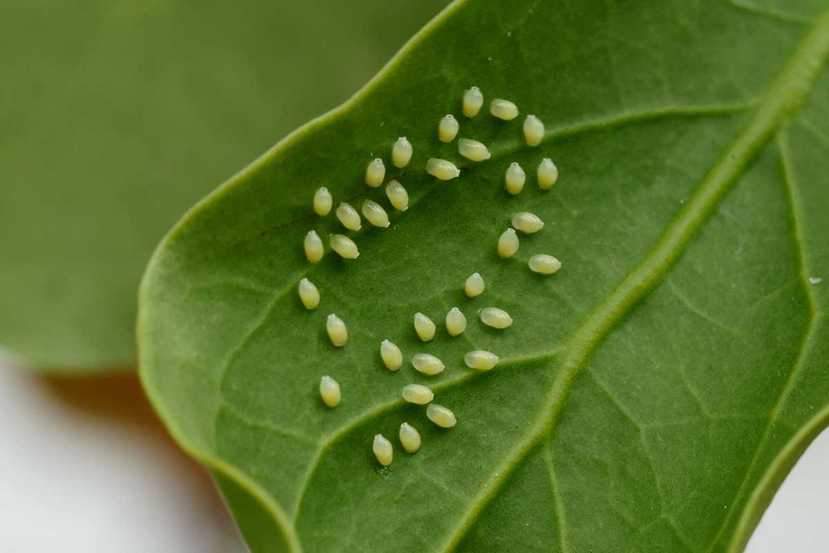 A close up horizontal image of aphid eggs stuck to the underside of a leaf.