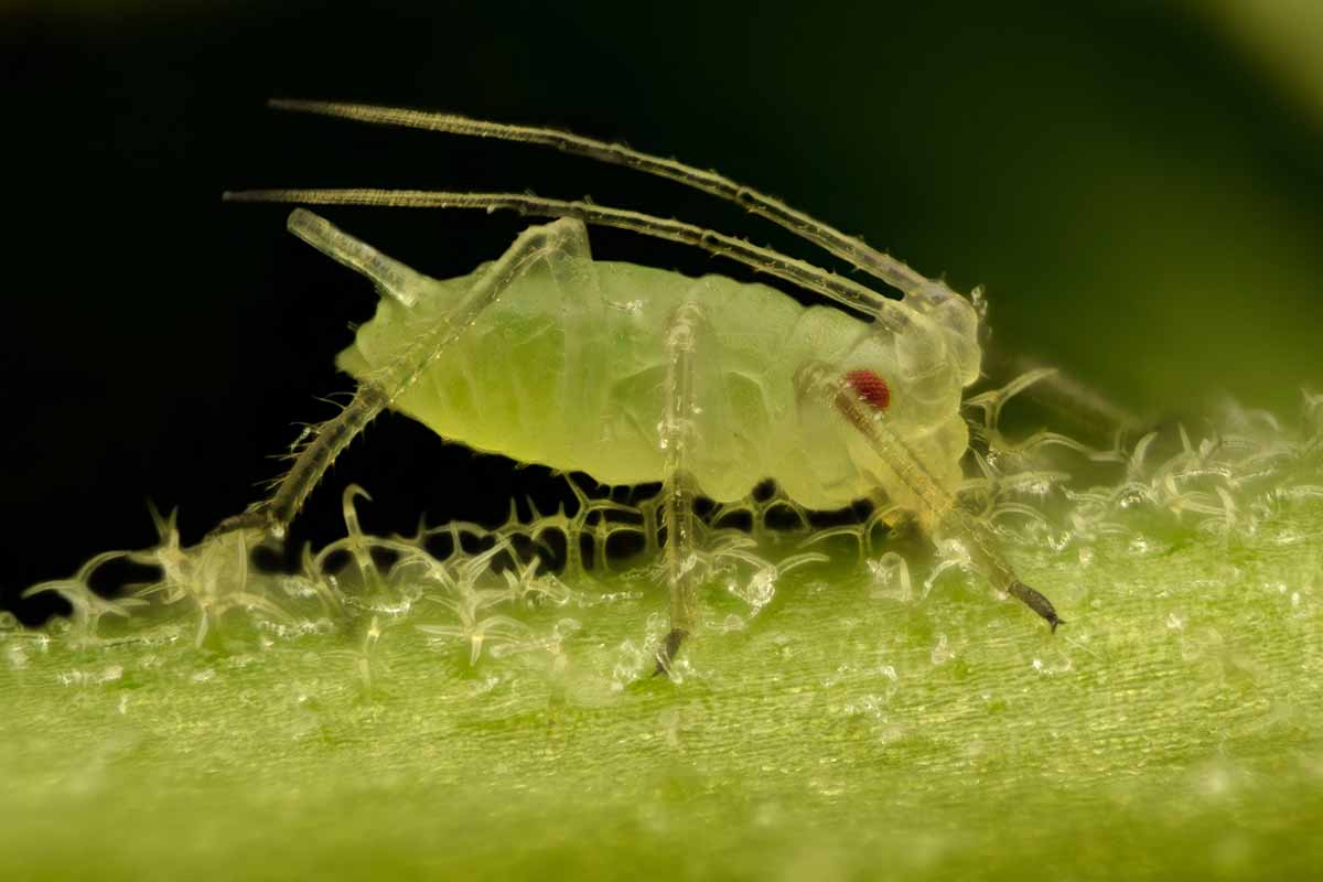A horizontal image of a single green aphid in very high magnification.