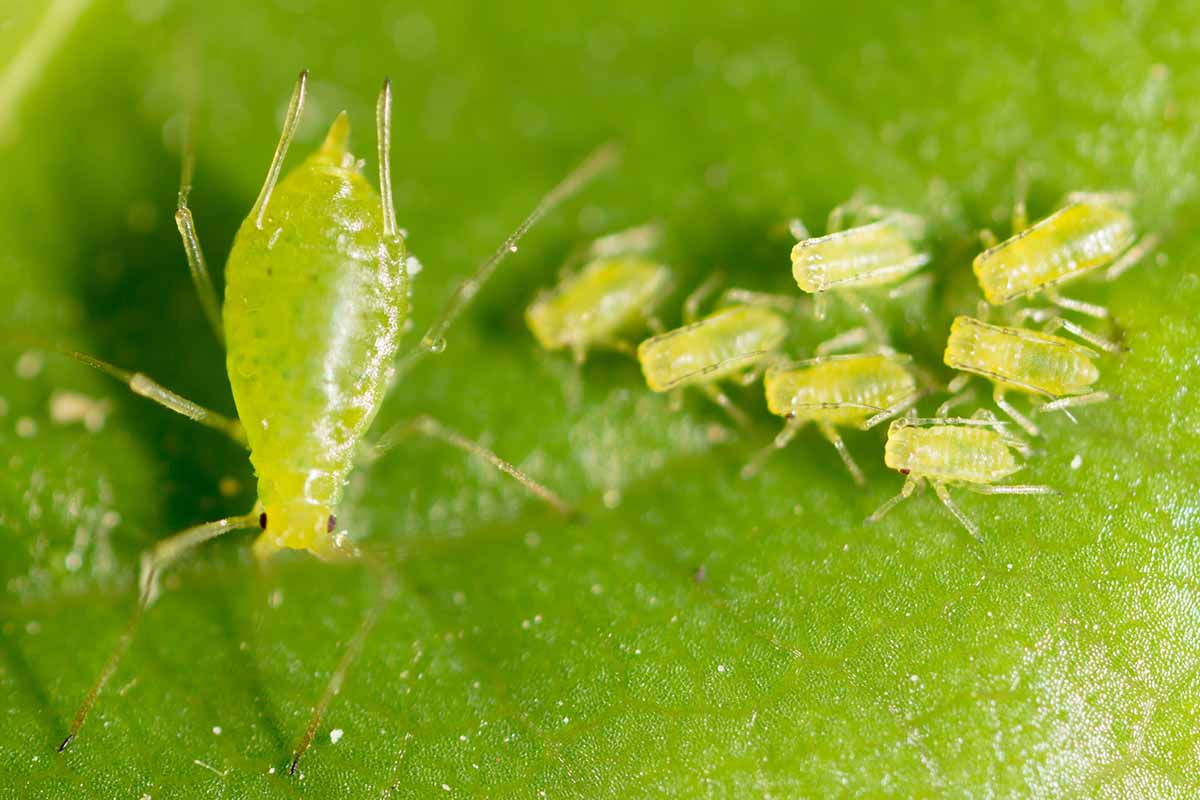 A close up horizontal image of a female green aphid with young larvae on a green leaf.