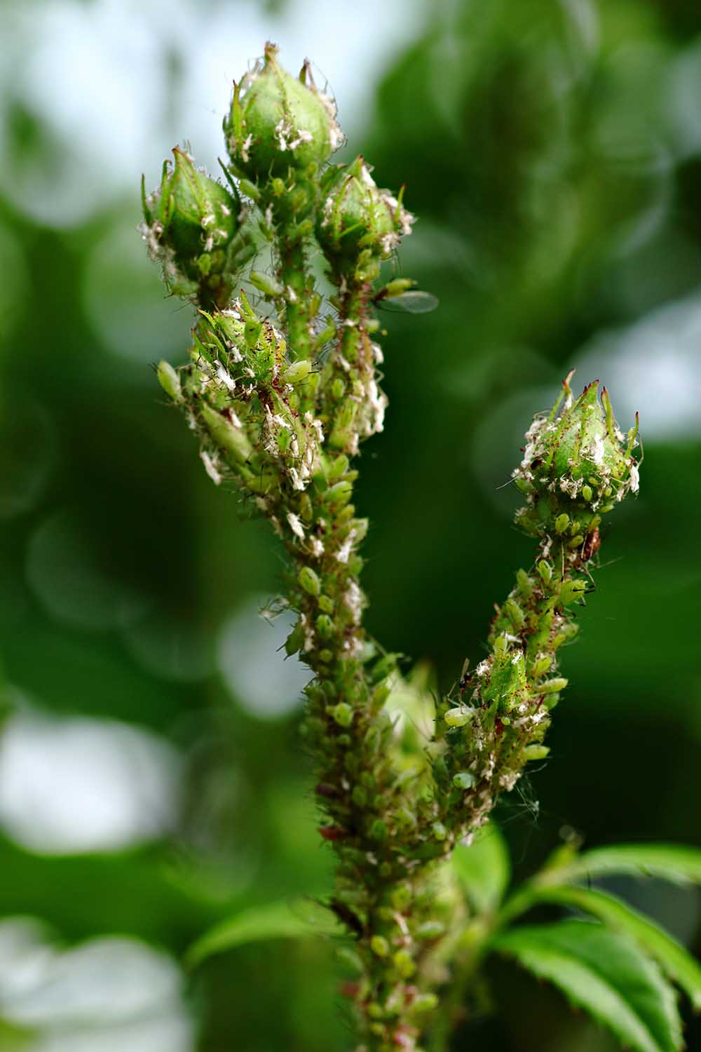 A close up of a colony of aphids decimating the leaves of a rose bush pictured on a soft focus background.