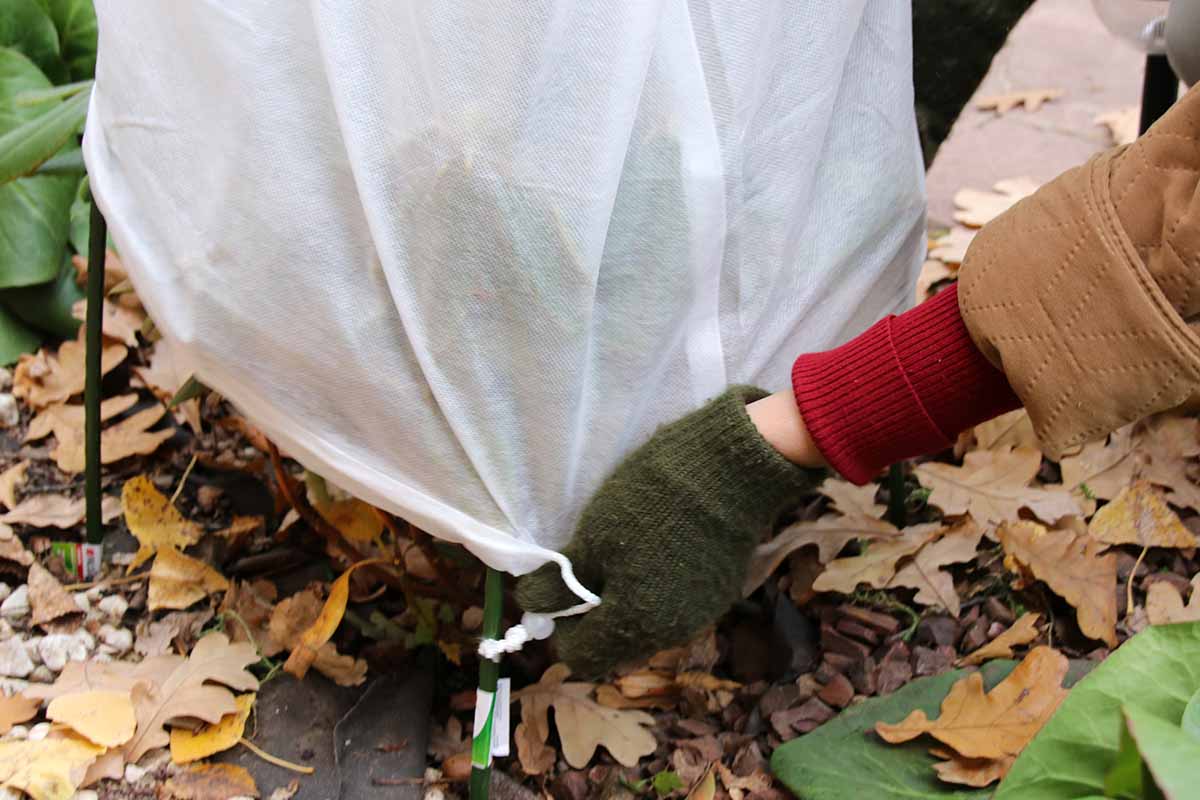 A close up horizontal image of a gardener's hand from the right of the frame covering a plant with frost cloth in early winter.