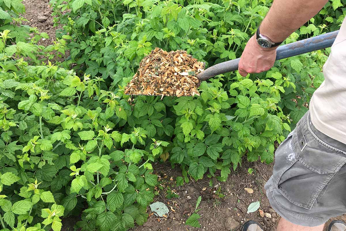 A close up horizontal image of a gardener applying mulch to the garden.