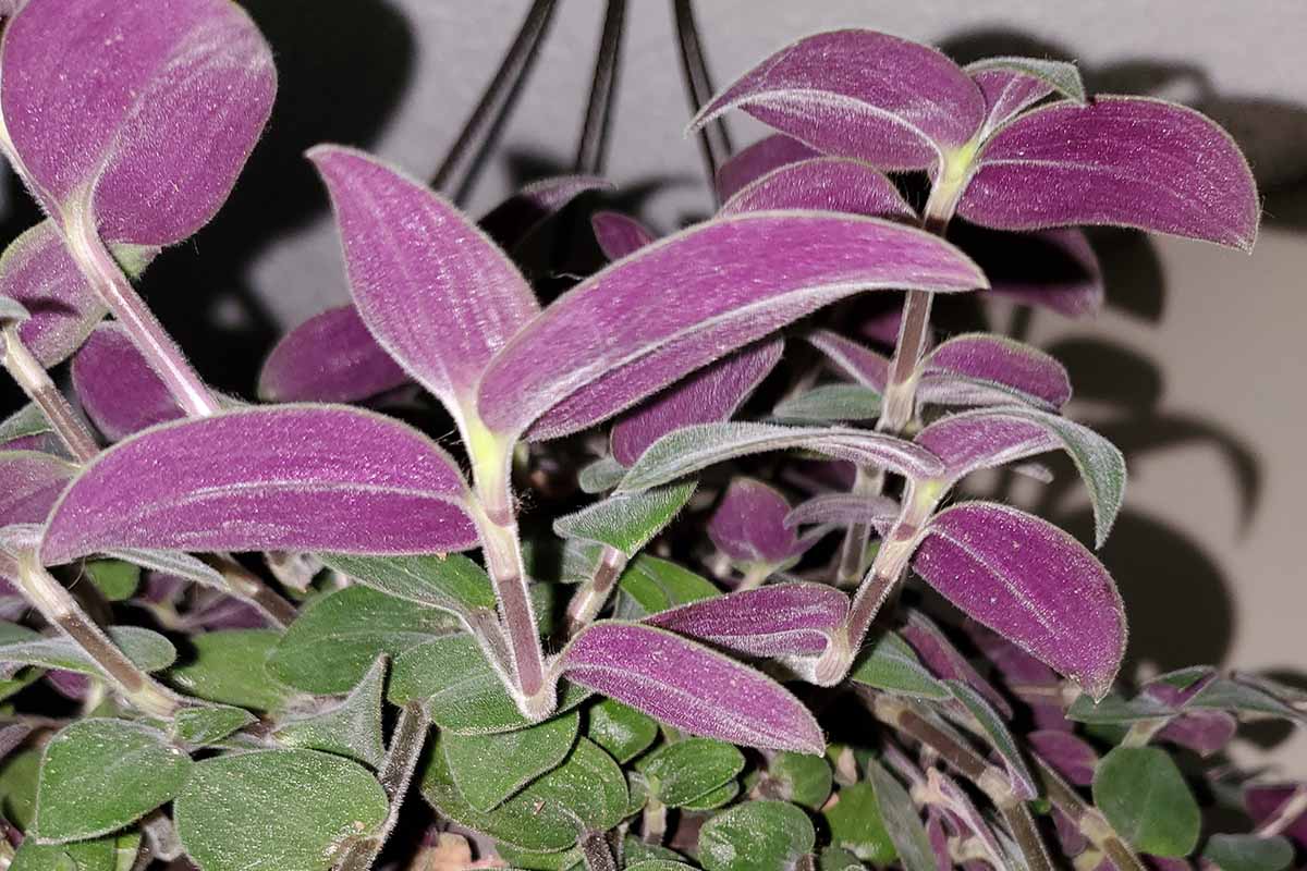 A close up horizontal image of the foliage of 'Soft Baby Bunny Bellies' spiderwort cultivar growing in a pot pictured in artificial light.