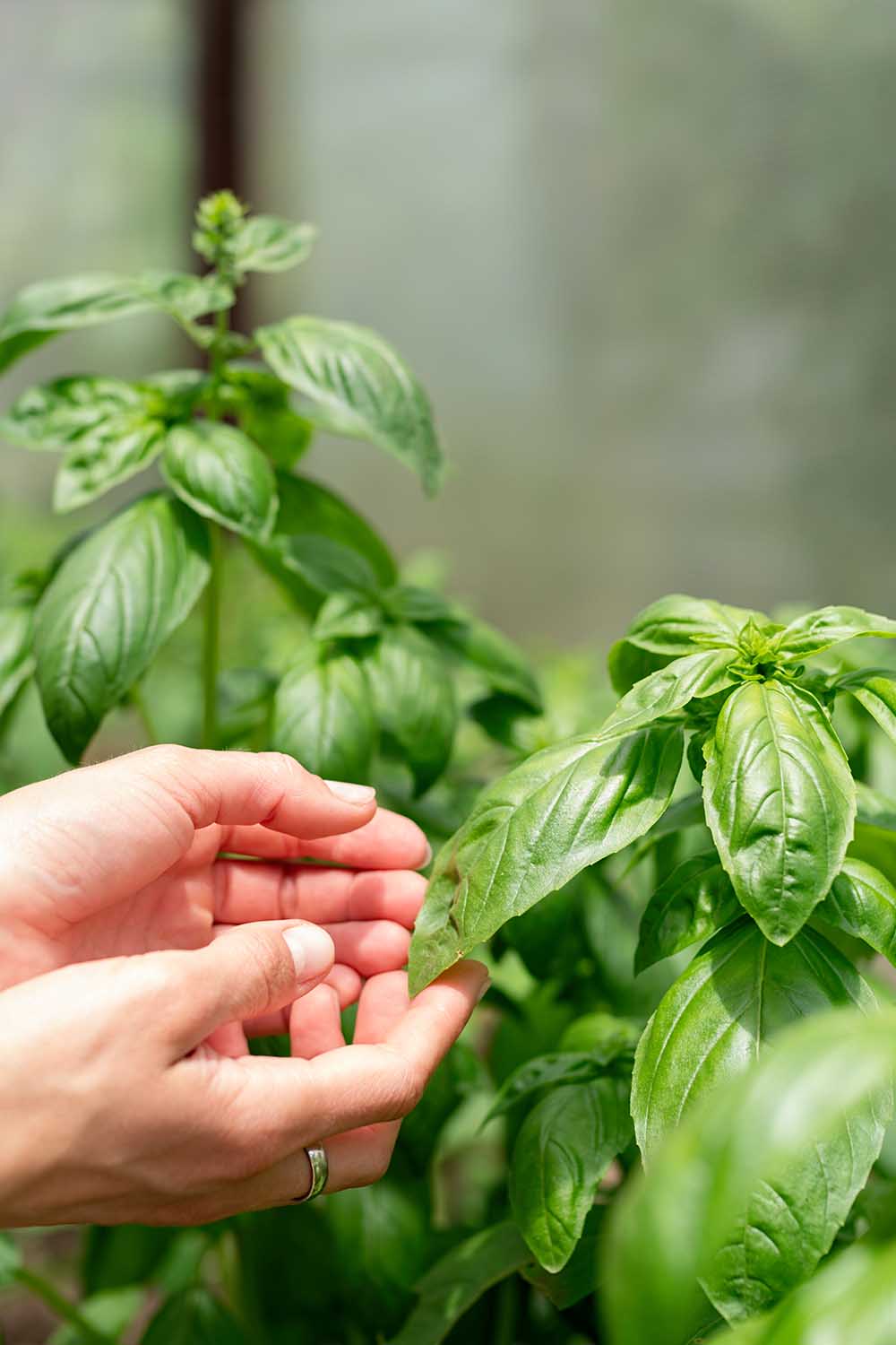 A close up vertical image of two hands from the left of the frame picking basil leaves from a potted plant growing in a greenhouse.