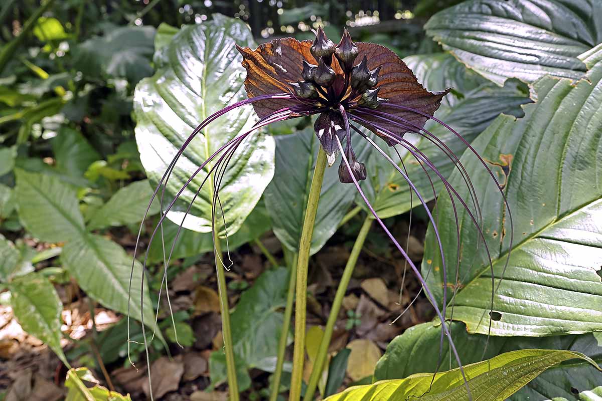 A close up horizontal image of a single Tacca chantrieri bloom growing in a shady spot in the garden.