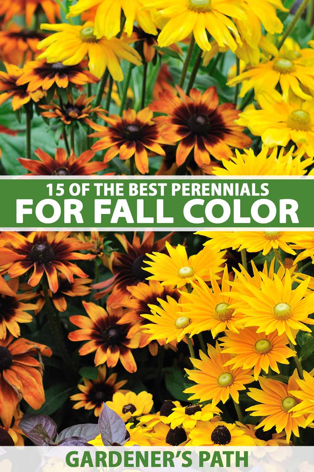 A close up vertical image of bright perennials growing in the fall garden. To the center and bottom of the frame is green and white printed text.