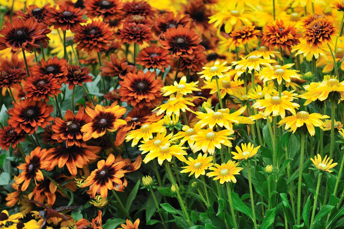 A close up horizontal image of red, orange, and yellow autumn flowers in bloom in the fall garden.
