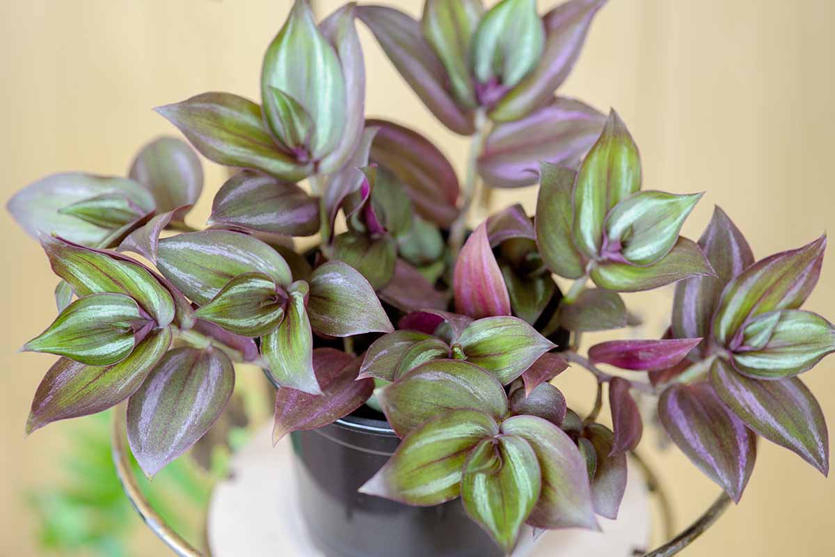 A close up horizontal image of Tradescantia zebrina growing in a small black pot pictured on a soft focus background.
