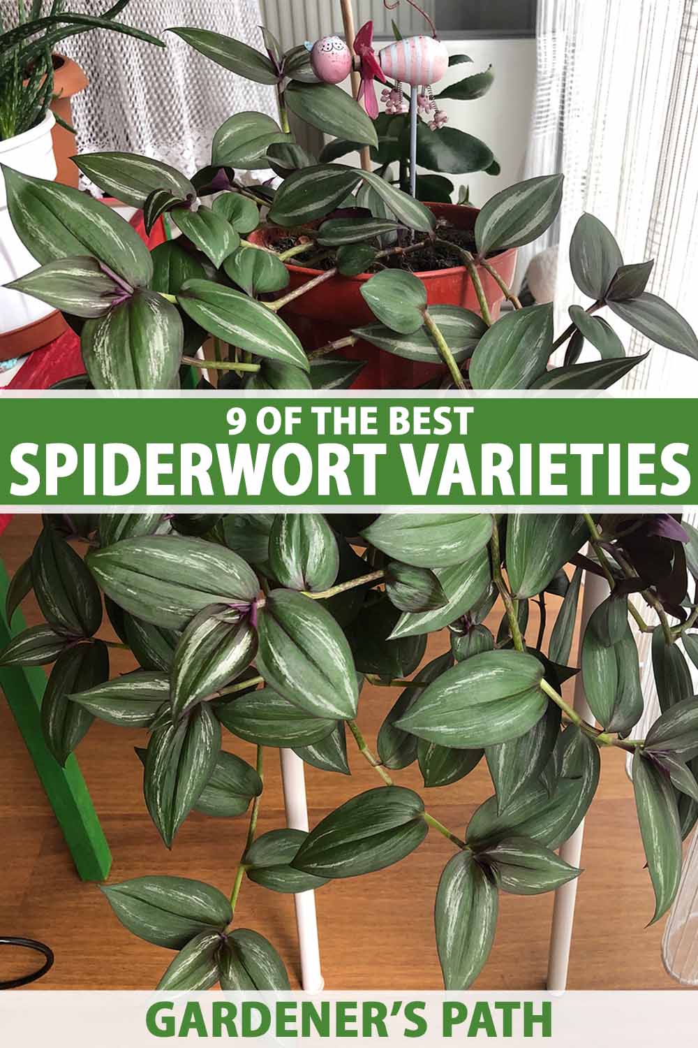 A close up vertical image of a potted Tradescantia spiderwort plant growing indoors. To the center and bottom of the frame is green and white printed text.