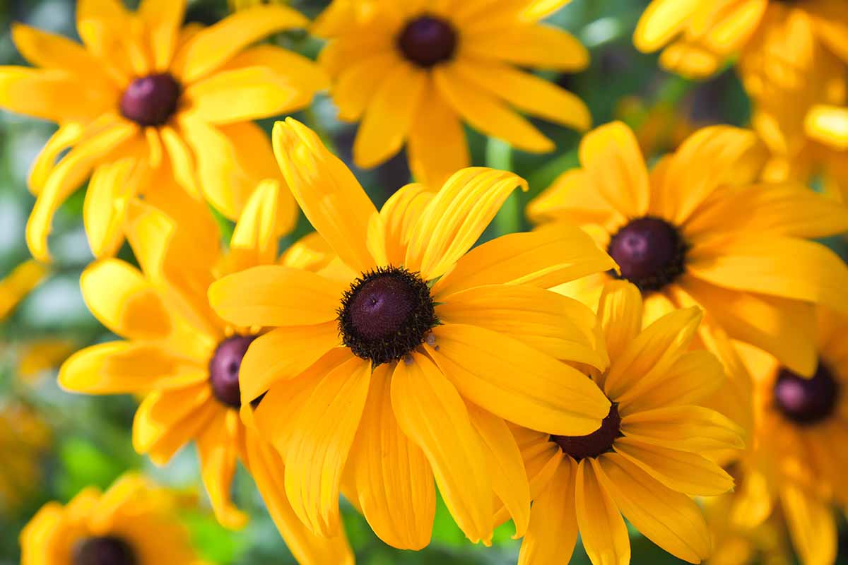 A close up horizontal image of Black Eyed Susan (Rudbeckia fulgida) flowers pictured in light sunshine on a soft focus background.