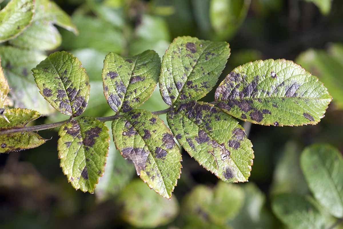 A close up of the leaves of a rose plant suffering from black spot. The green leaves are turning black in the center and at the edges. The background is foliage in soft focus.