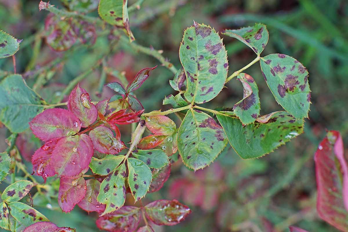 A close up of foliage suffering from black spot. The green leaves are covered with black patches in the center and at the edges.