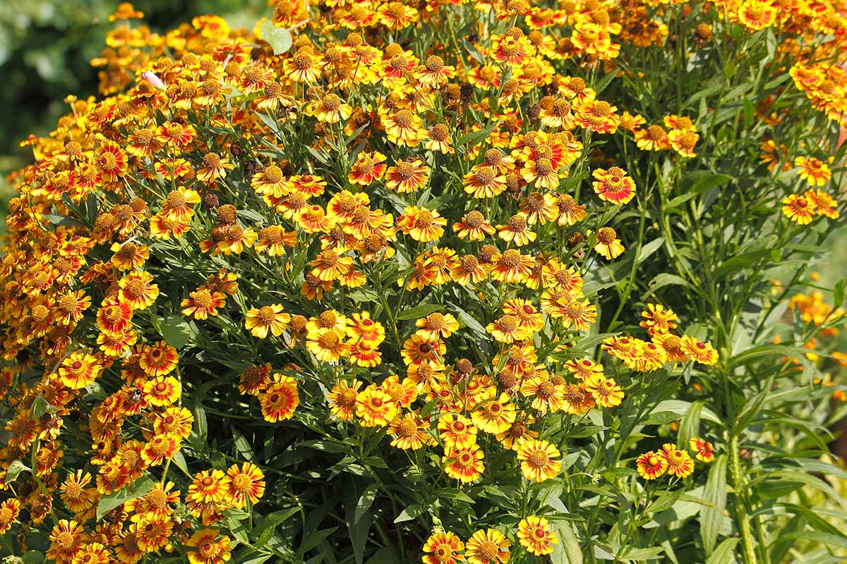 A horizontal image of a swath of blanket flowers (Gaillardia aristata) in mass planting in a flower bed.