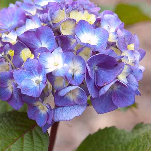 A close up of a single blue bloom of Endless Summer BloomStruck growing in the garden pictured on a soft focus background.