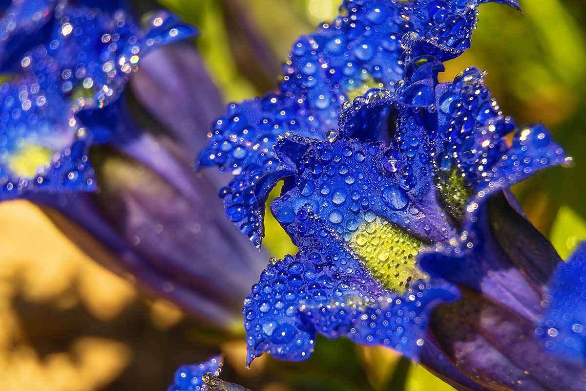 A close up horizontal image of bright blue and yellow gentian flowers with droplets of water on the petals.