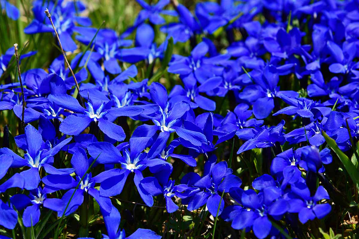 A close up horizontal image of bright blue spring gentian (Gentiana verna) flowers growing wild.