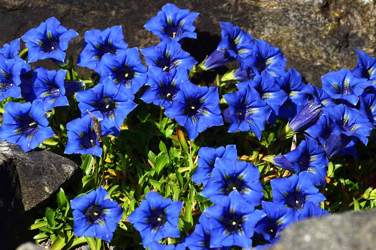 A close up horizontal image of bright blue gentian wildflowers growing in a sunny spot in a rock garden.