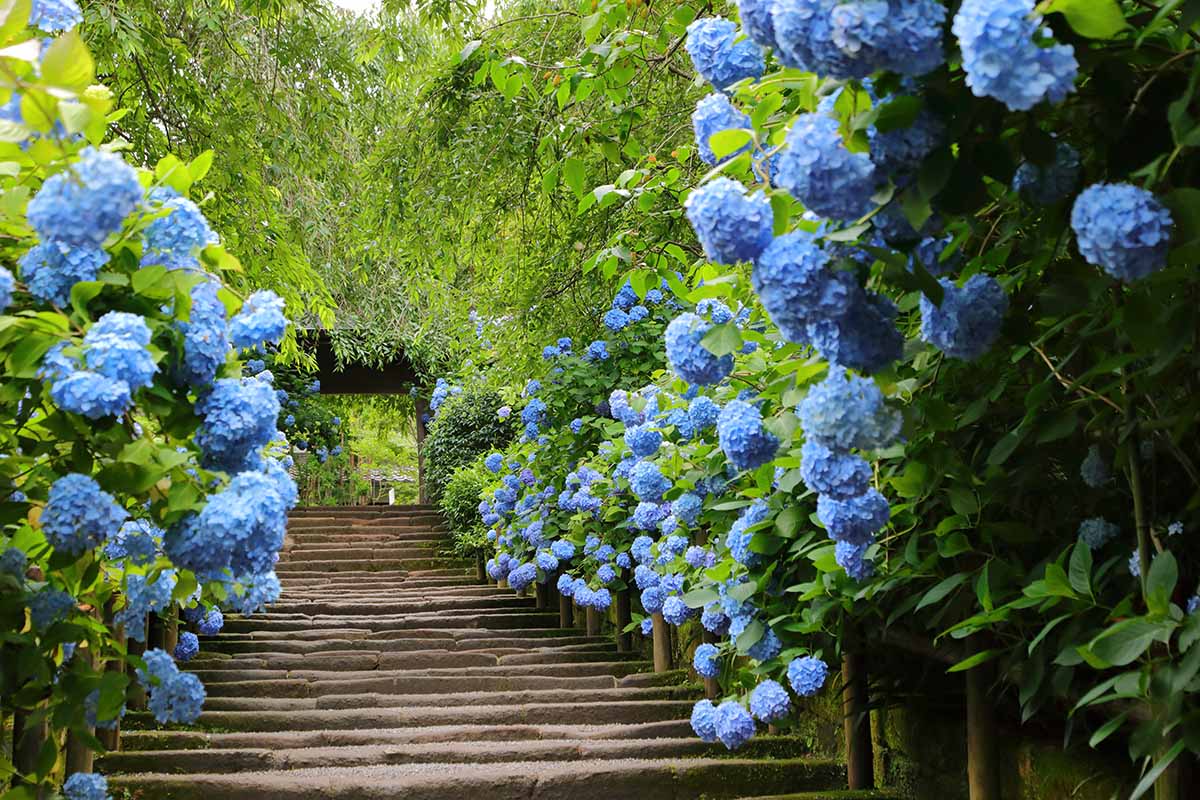 A close up horizontal image of a pathway flanked by flowering shrubs and trees, leading to an archway.