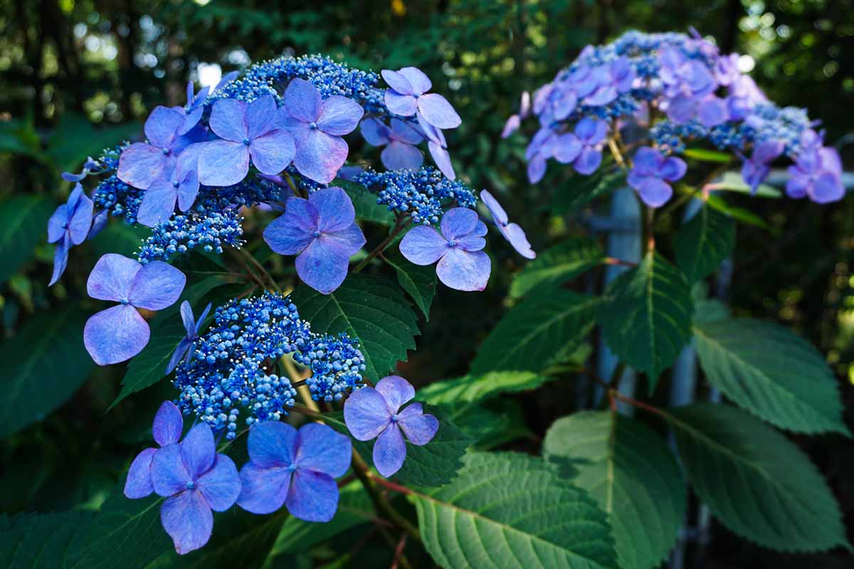 A close up horizontal image of a flowering shrub growing in a shady location in the garden, pictured on a soft focus background.