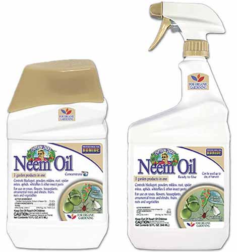A close up of two plastic bottles of neem oil, one is a concentrate and the other a ready to spray, isolated on a white background.