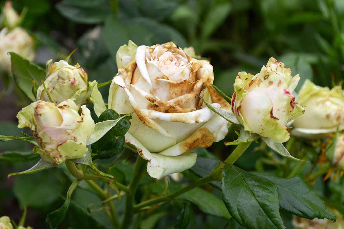 A close up of a rose bloom suffering from the disease botrytis blight, where the petals go brown and dry out, eventually dropping from the plant.