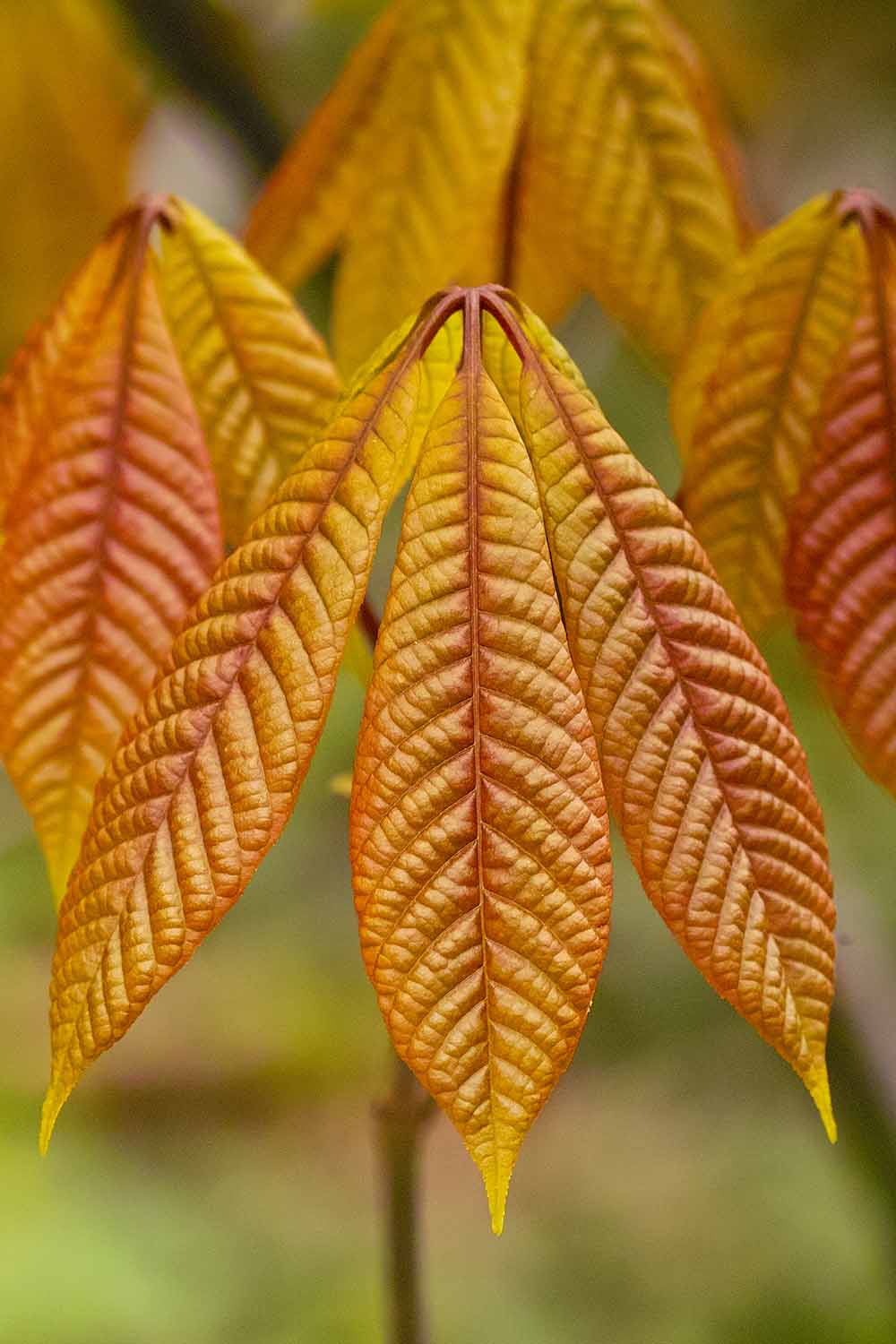 A close up vertical image of the yellow and gold leaves of bottlebrush buckeye in the fall.