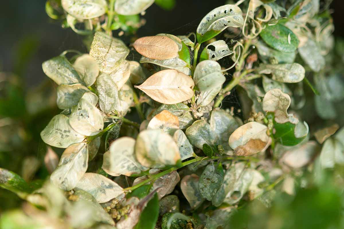 A close up horizontal image of boxwood suffering from disease.