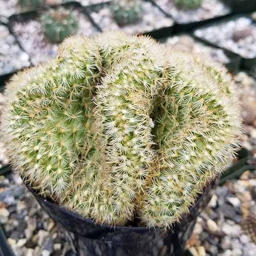A close up square image of a brain cactus growing in a small pot.