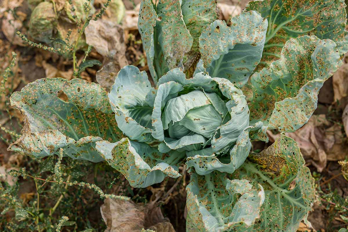 A close up horizontal image of a head of cabbage in the vegetable garden damaged by pest infestation.