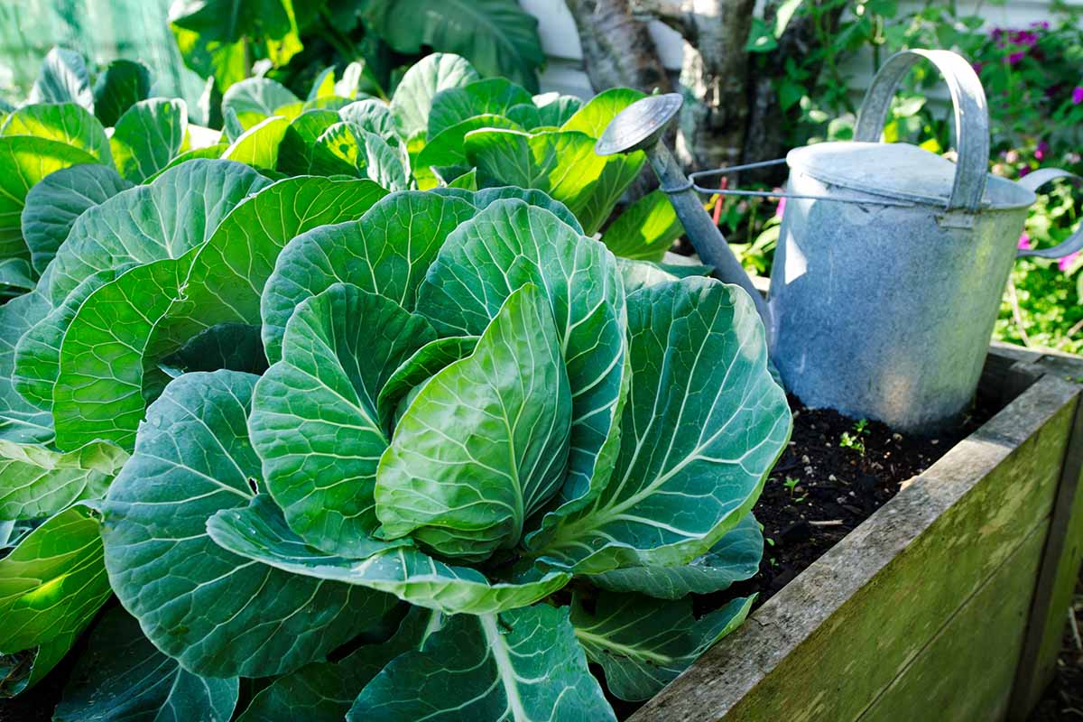 A close up horizontal image of cabbage growing in a wooden raised bed garden, with a metal watering can in the background, pictured in filtered sunshine.