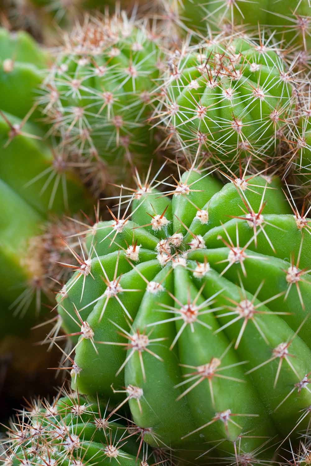 A close up vertical image of cacti growing in a pot.