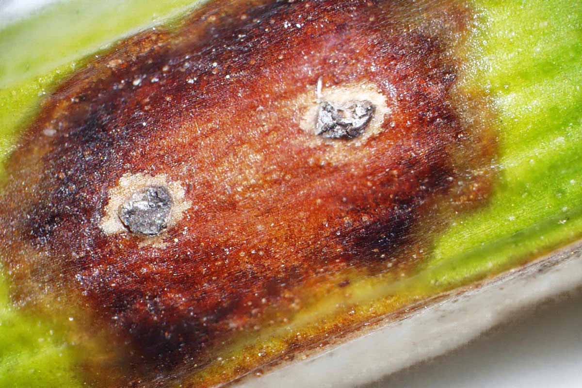 A close up of a green stem showing characteristic dark spots of stem canker.