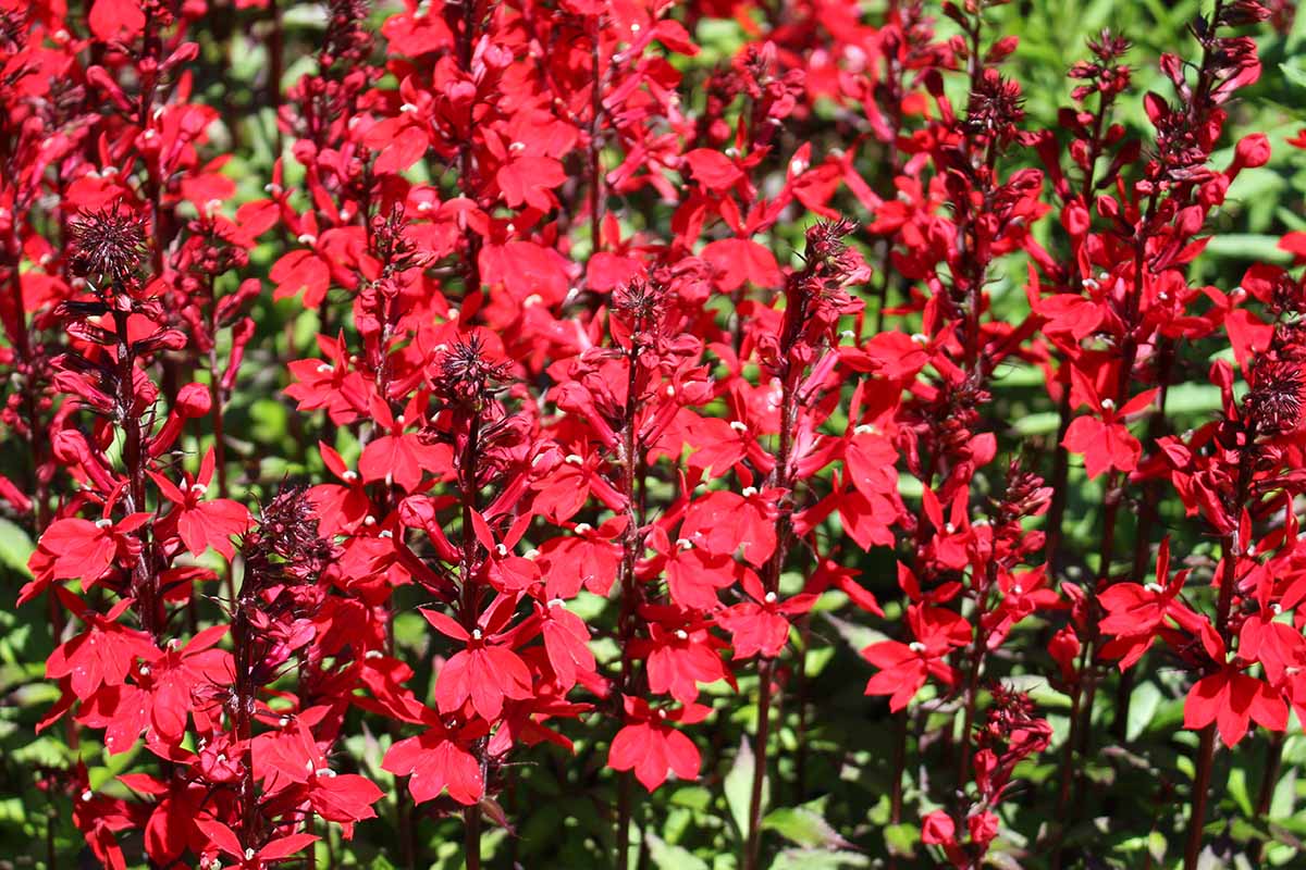 A close up horizontal image of the red blooms of the Cardinal flower in a bright display of autumn color.