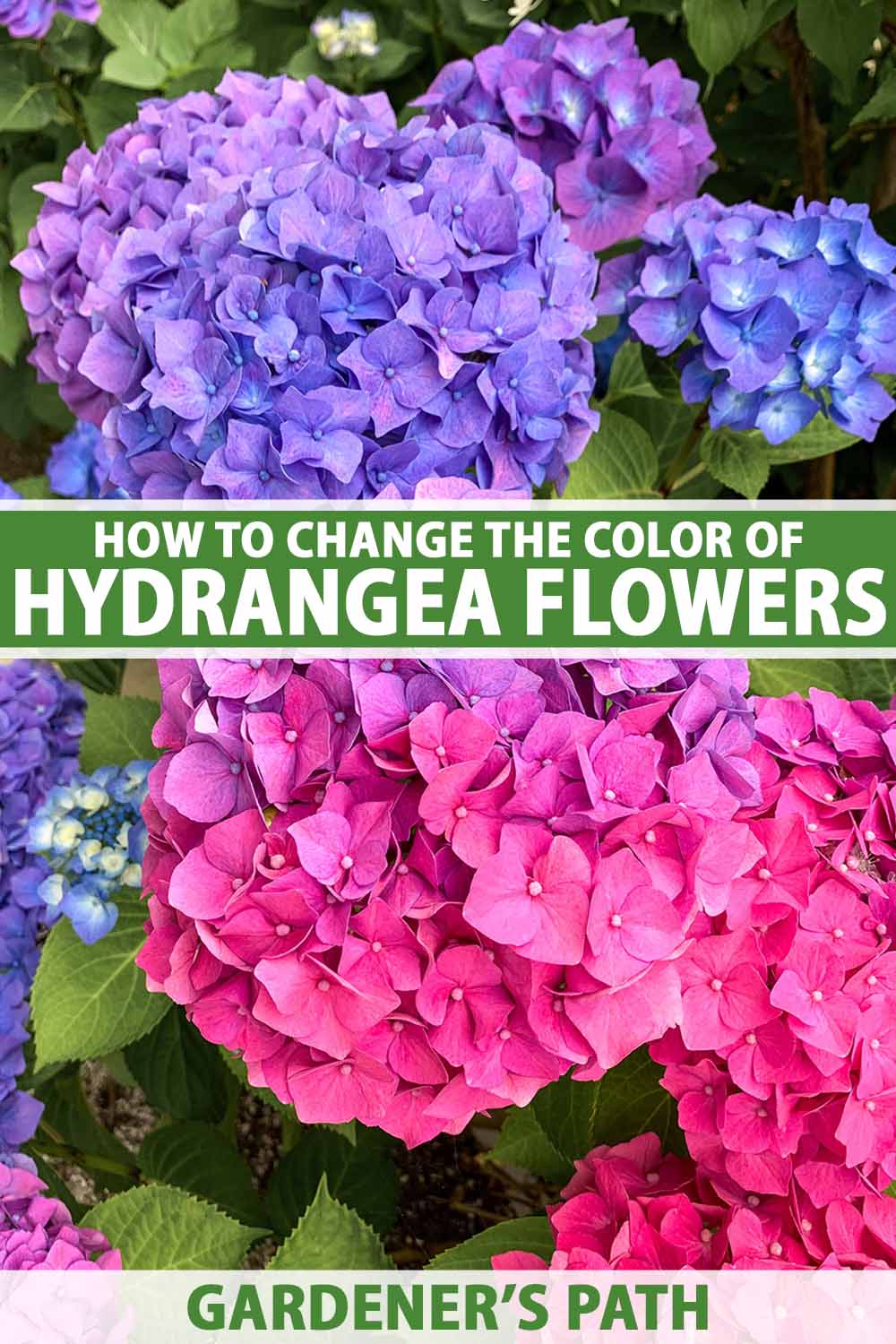 A close up vertical image of blue and pink hydrangeas growing in the garden. To the center and bottom of the frame is green and white printed text.