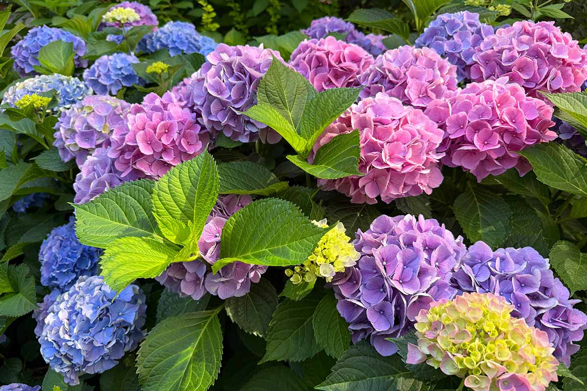 A close up horizontal image of bigleaf hydrangeas in different colors growing in the garden.