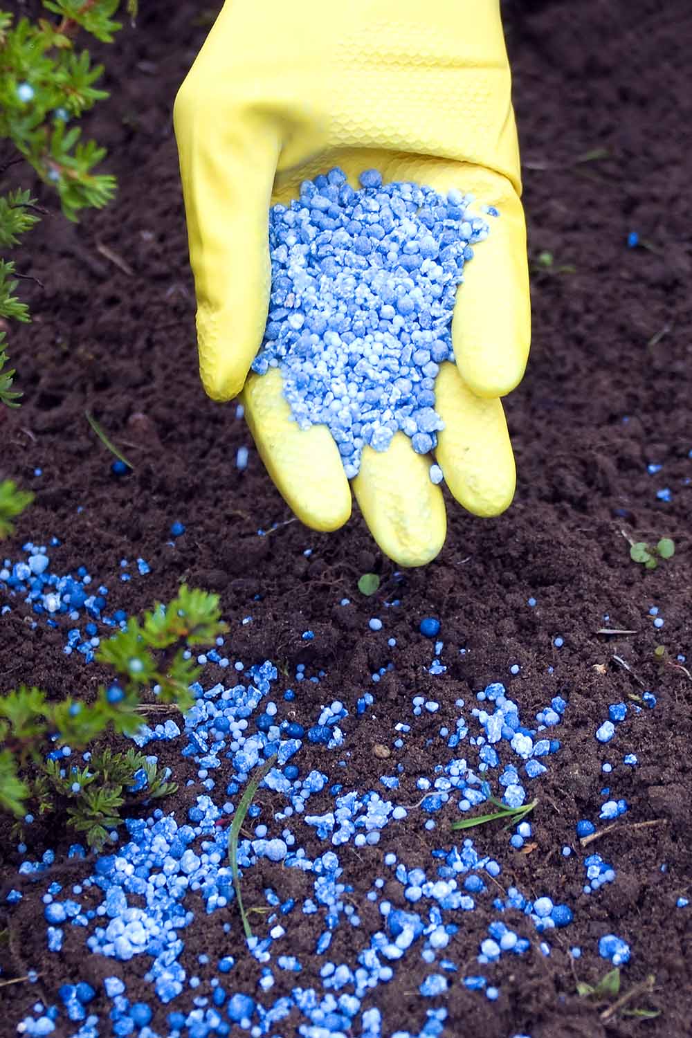 A close up vertical image of a gloved hand from the top of the frame applying granular chemicals in the garden.