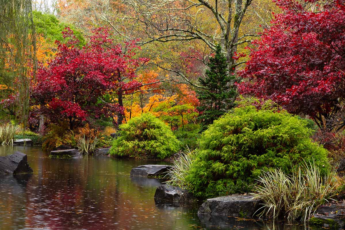 A small lake surrounded by bushes and trees with their autumn colors. Deep red leaves contrast with greens, ornamental grasses growing near orange leaves. In the lake are large black rocks and a weeping willow to the left of the frame. The background is forest in soft focus.