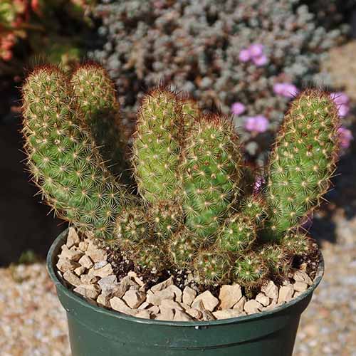 A close up square image of a copper king cactus growing in a pot outdoors.