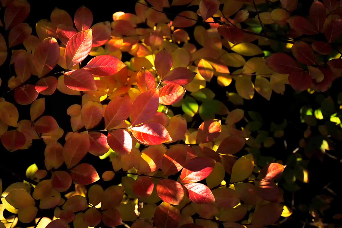 Orange and yellow leaves of Victor Crepe Myrtle (Lagerstroemia indica ‘Victor’) in the fall.