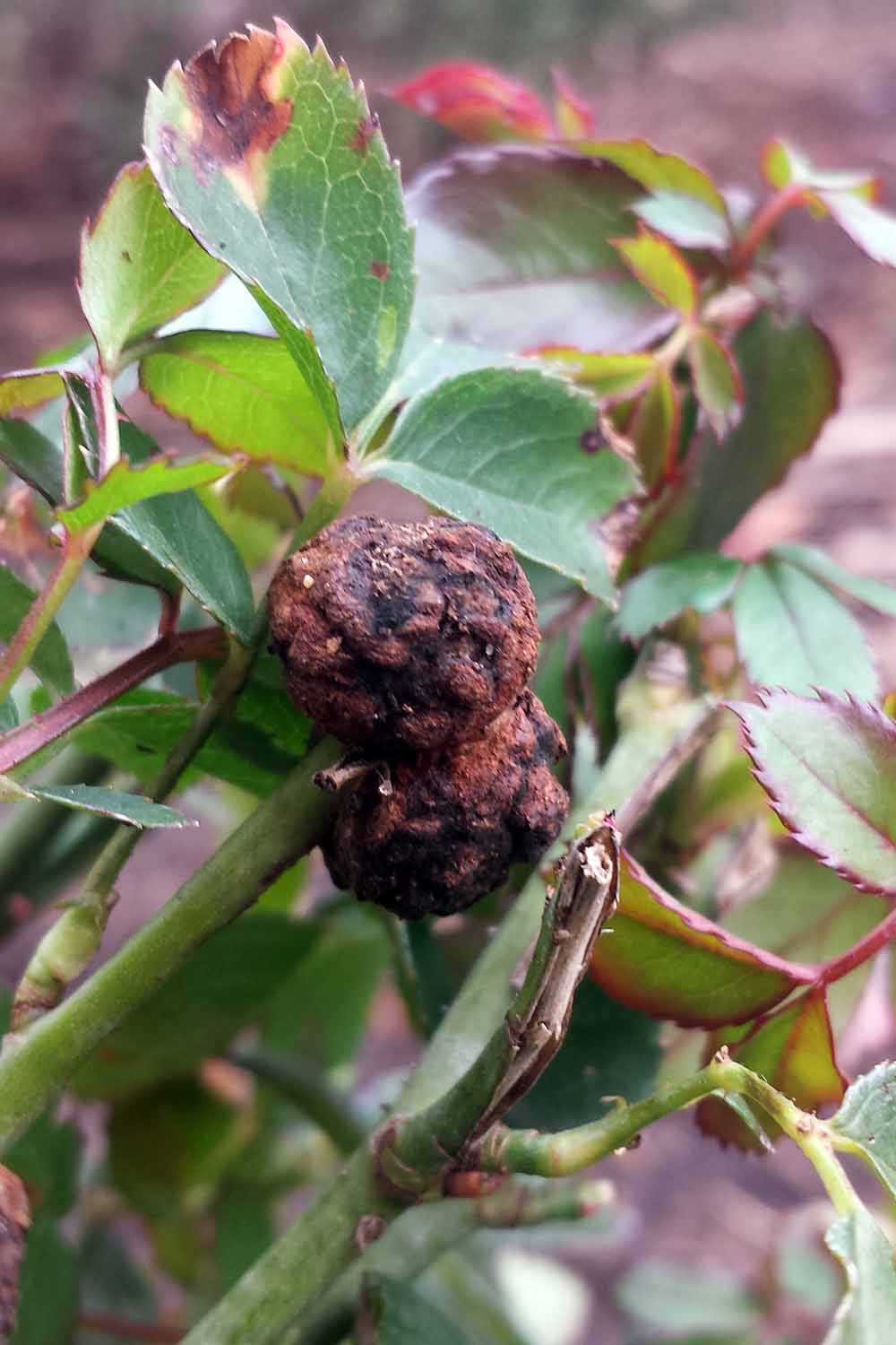 A close up vertical picture of a Rosa stem suffering from crown gall, with a large brown mass growing on the stem.
