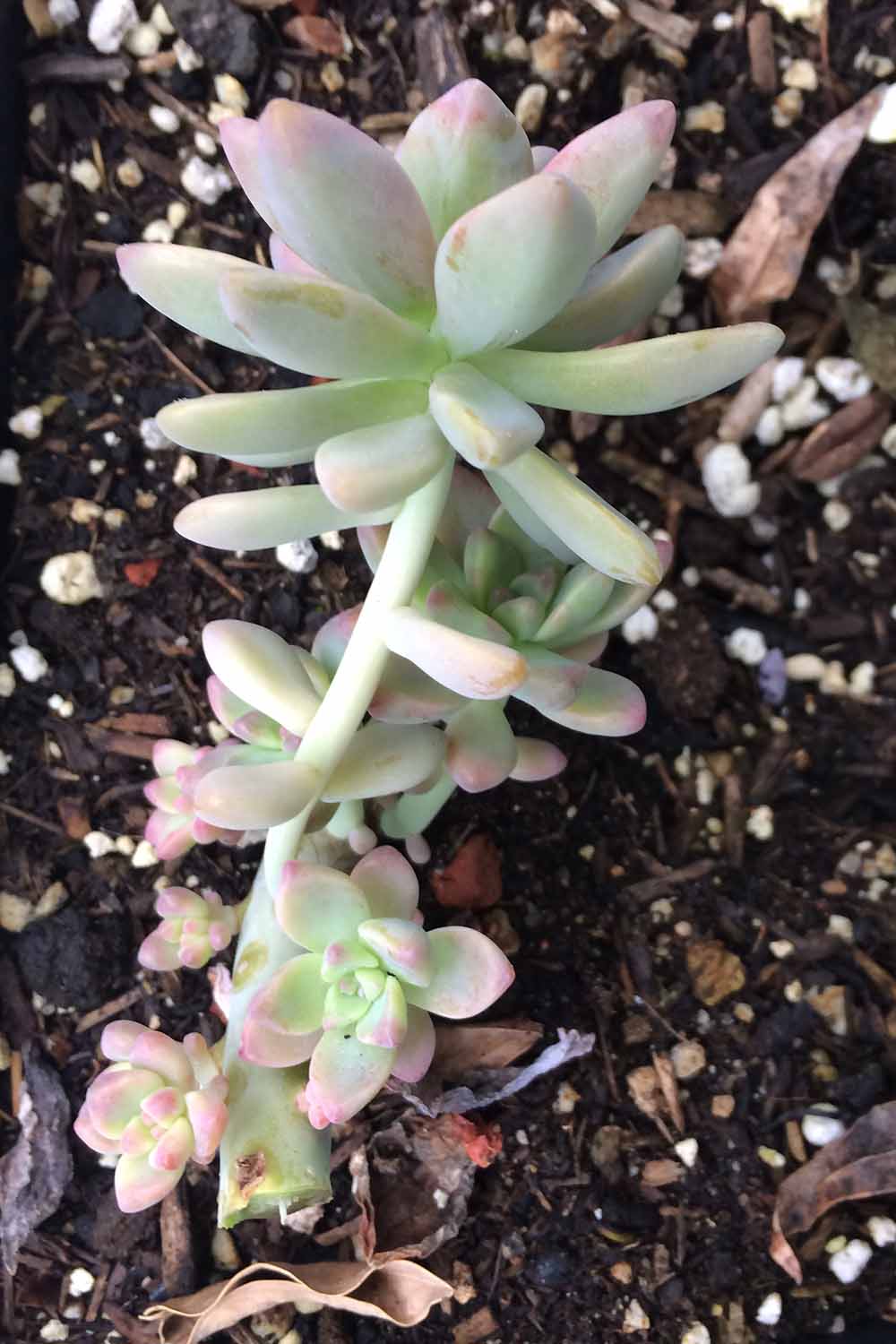 A close up vertical image of a pruned succulent making room for new growth.