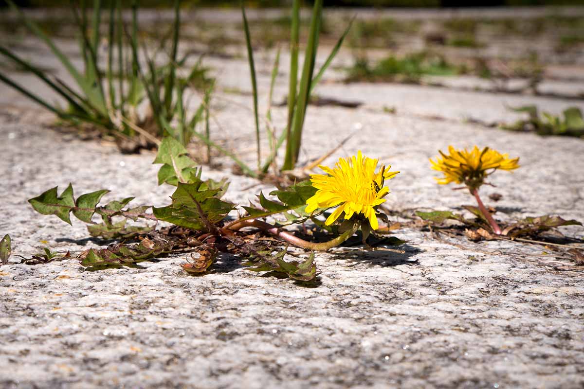 A close up horizontal image of dandelions sprayed with herbicide.