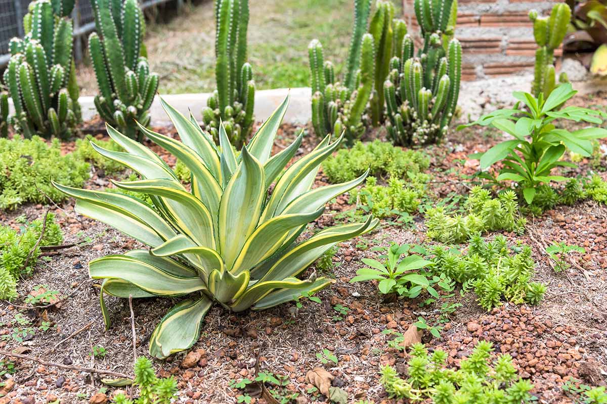 A horizontal image of a vibrant desert garden, with succulents and cacti planted in the ground after being divided to start new plants.