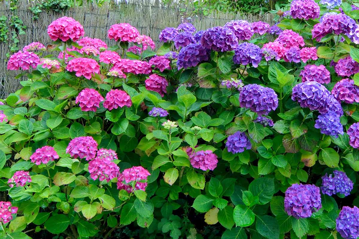 A close up horizontal image of a large flowering hydrangea shrub growing in the garden with a rustic fence in the background.