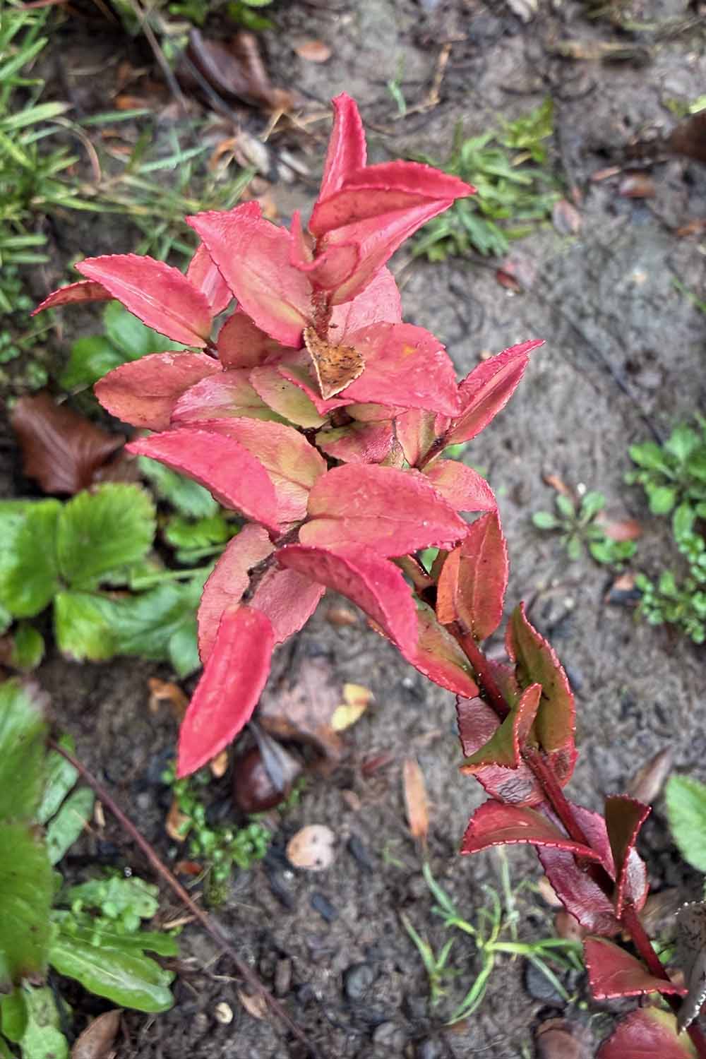 A close up vertical image of the red foliage of a drought-stressed huckleberry plant.