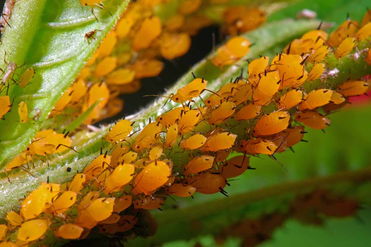 A close up horizontal image of aphids infesting a plant in the garden.