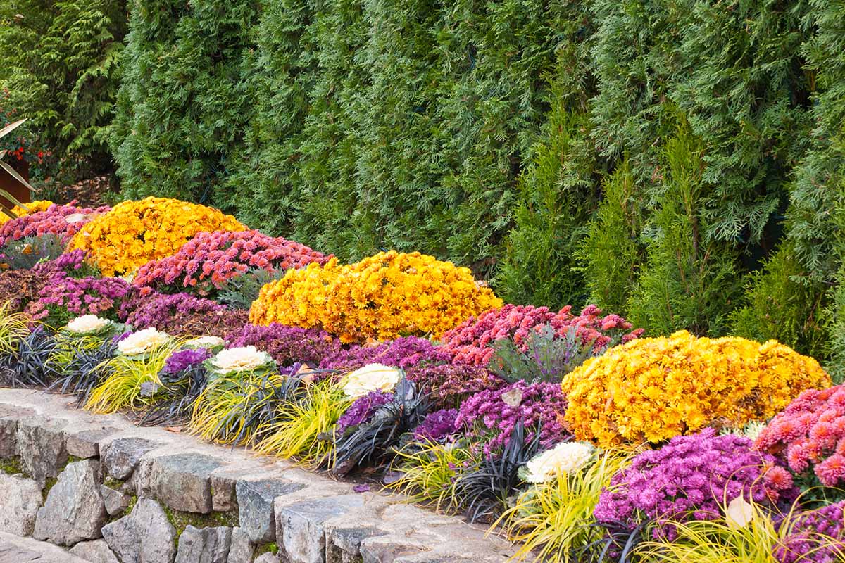 A bright green conifer hedge with neat plantings of yellow, pink, and purple flowers, interspersed with ornamental grass and decorative cabbage. In the foreground is a low stone wall.
