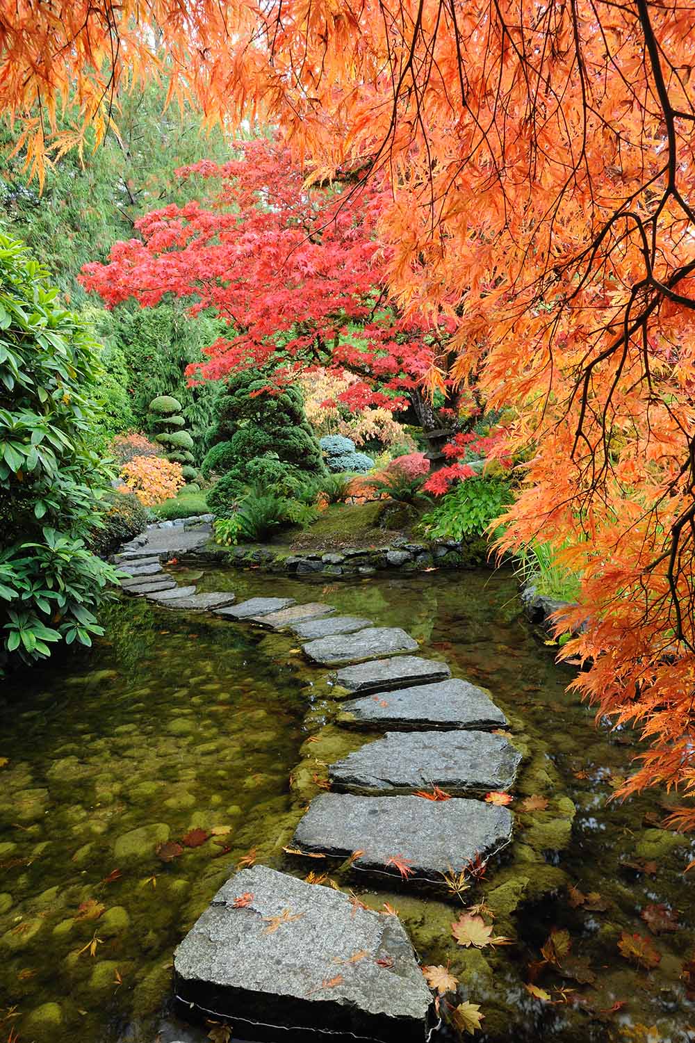 A vertical image of a stone pathway across a shallow pond, water either side of it. To the right of the frame and the top is a bright cascading plant with orange autumn leaves, behind it a tree with red leaves, contrasting with the green in the background and to the left.