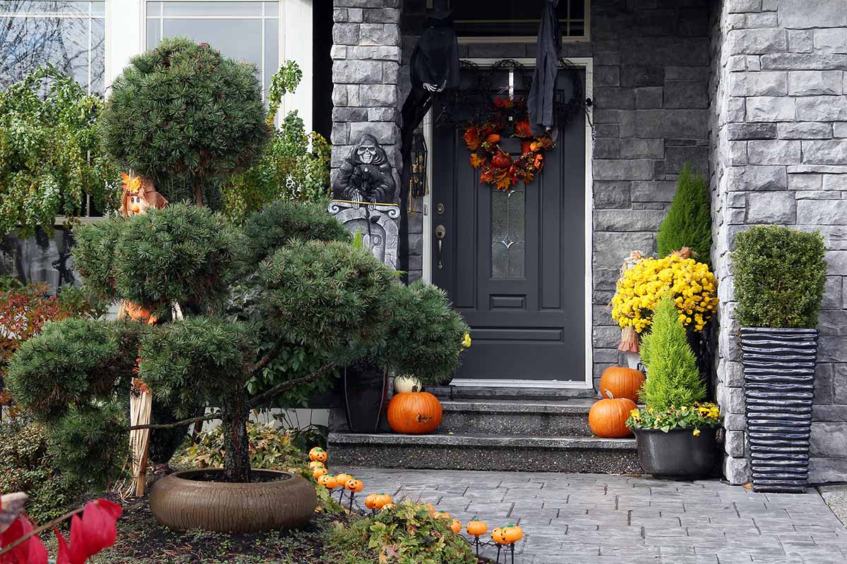 A dark gray front door with a bright red and orange wreath, and black drapes. Surrounding it is a light gray stone wall, with pumpkins and plants on the step, bright yellow flowers and to the right of the frame pots with evergreen shrubs. To the left of the frame is an ornamental evergreen in a brown pot.